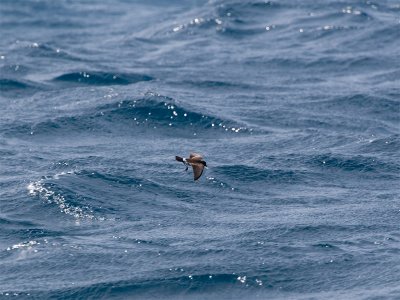 White-vented Stormpetrel