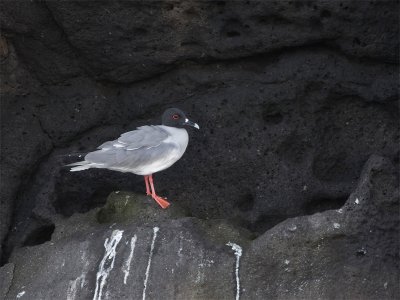 Swallow-tailed Gull - Zwaluwstaartmeeuw