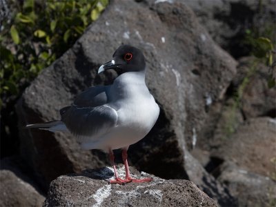 Swallow-tailed Gull - Zwaluwstaartmeeuw