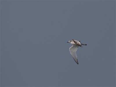 Dwergmeeuw - Little Gull