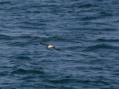 Noordse Pijlstormvogel - Manx Shearwater