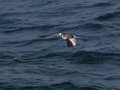 Vorkstaartmeeuw - Sabine's Gull
