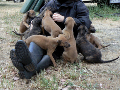 Lapful of puppies