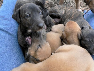 Puppies Galore