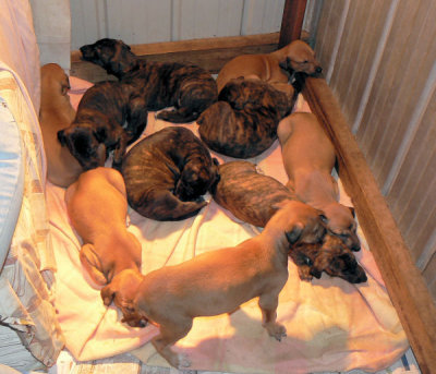 10 of the 11 pups