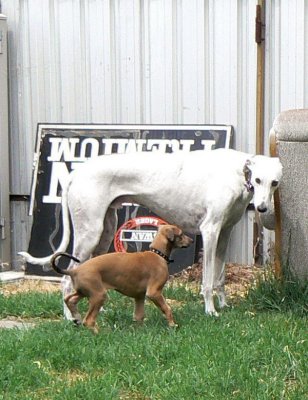 Greyhounds - big and small
