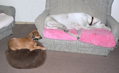 Resting Greyhounds