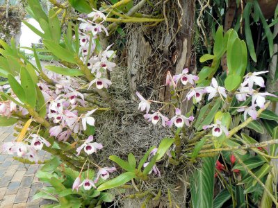 Native Orchid at Lake Barrine