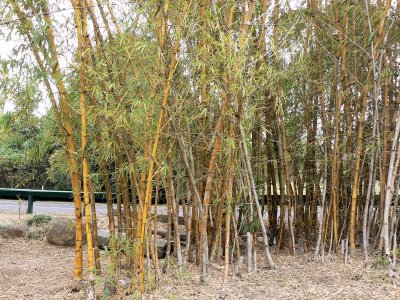 Goldern Bamboo