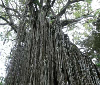 Incredible Curtain Fig