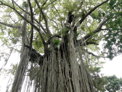 Looking Into the Canopy