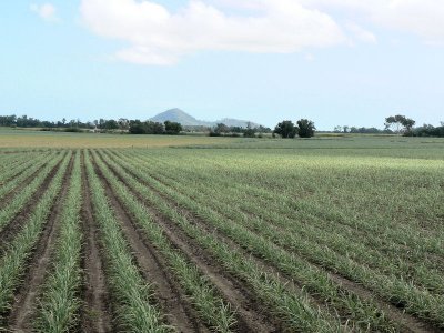 sugar cane fields