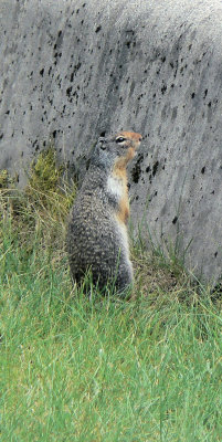 Columbian Ground Squirrel