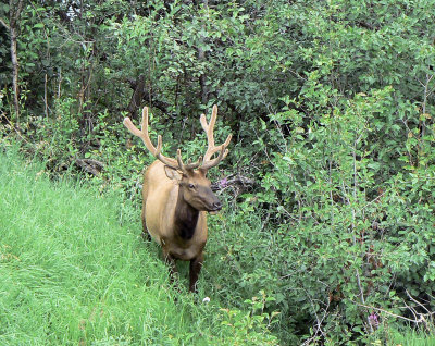 Young Male Elk