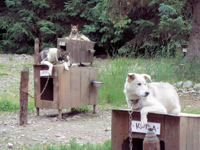 Trio of Sled Dogs