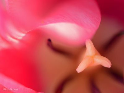 In the Pink