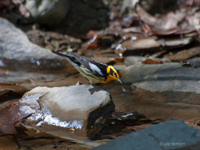 Blackburnian Warbler