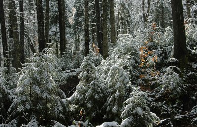 Snow at Ferd's Bog, Adirondacks