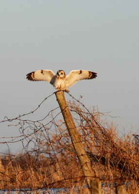 cleared for landing, Short-eared owl