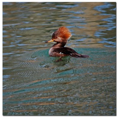 female Hooded Merganser