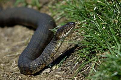 Water Snake