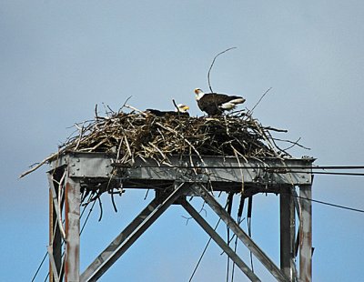 Eagle nest at Mud Lock