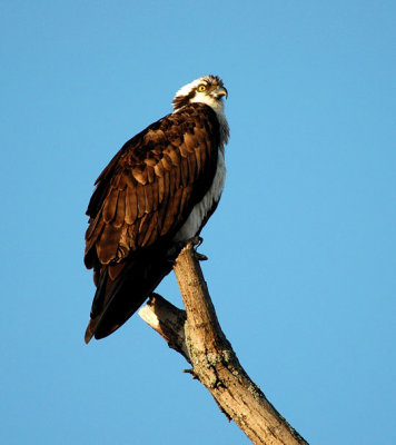 Osprey