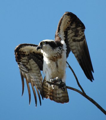 Osprey at Montezuma