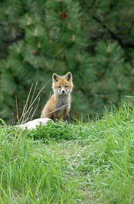 Fox Kit   (wild)