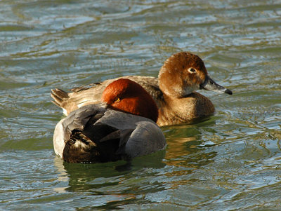 Male and Female Redhead Pair at Seneca Lake State Park