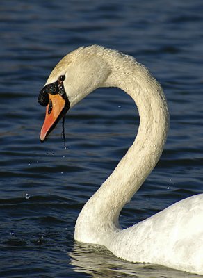 Mute Swan with Attitude