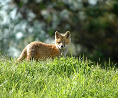 Fox Kit (wild)