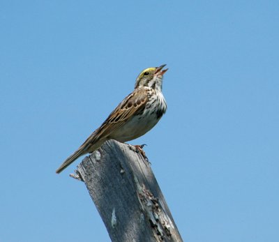 Savanah Sparrow