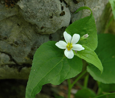 Canada Violet