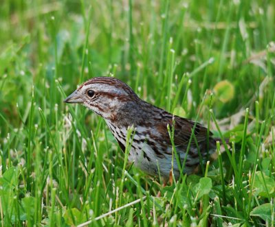 Happy Hunting Song Sparrow