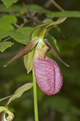 Pink Lady Slipper