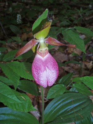 Pink Lady's Slipper