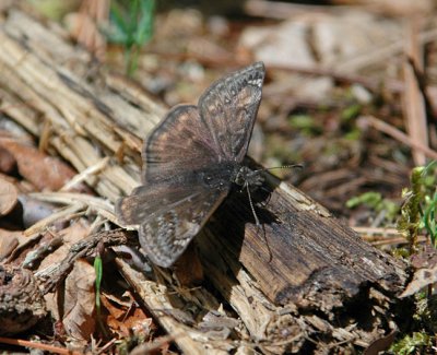 Dusky Wing Butterfly