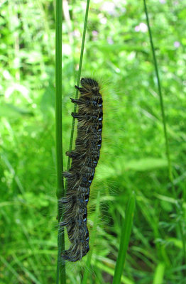 Caterpillar Climb