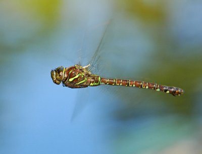 Dragonfly in flight