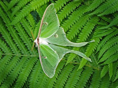 Luna Moth
