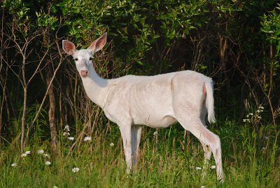 Seneca White Deer