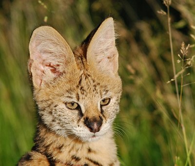 All Ears ( Serval)