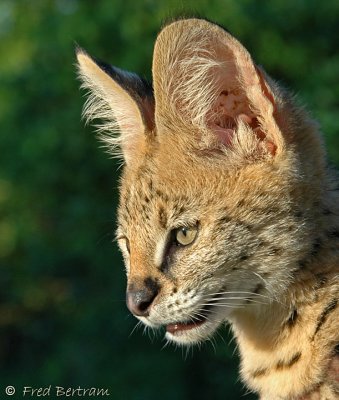 Serval (captive) 10 weeks old