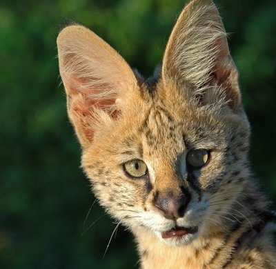 Savannah the Serval