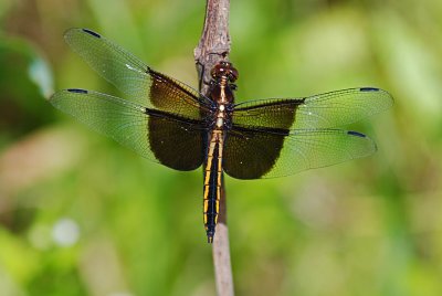 Widow Skimmer