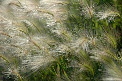 Grass in the Wind