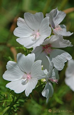 Musk Mallow