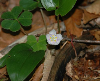 Common Wood-Sorrel