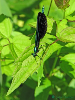 Ebony Jewelwing